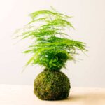 PS Aspa Kokedama (PS Kokedama)