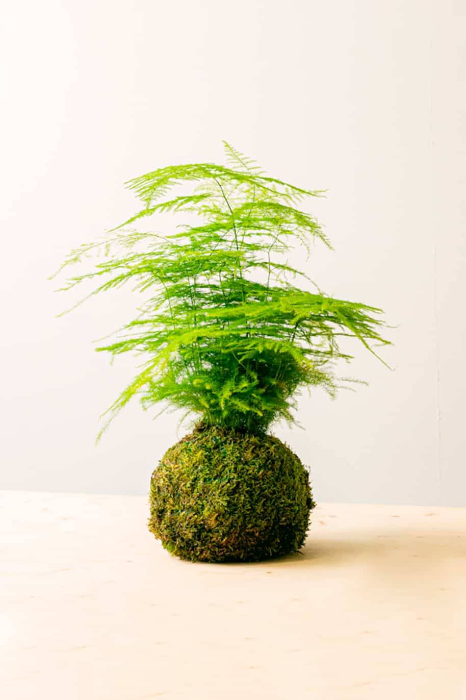 PS Aspa Kokedama (PS Kokedama)