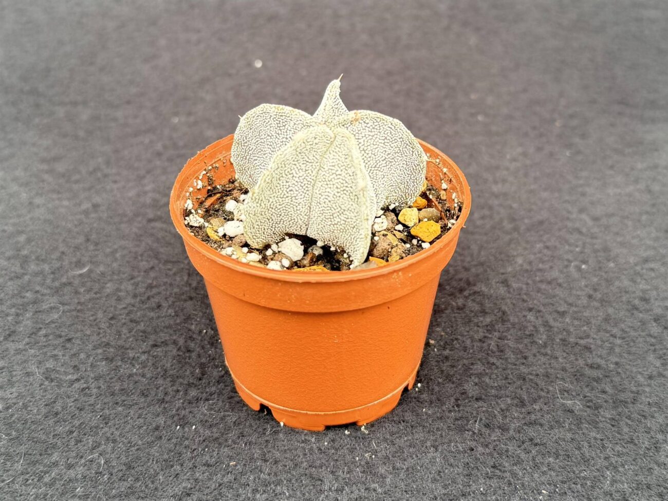 Star Cactus (Astrophytum myriostigma)