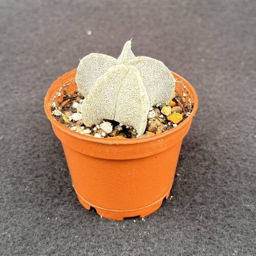 Star Cactus (Astrophytum myriostigma)