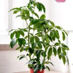 Australian Umbrella Tree (Schefflera Arboricola)