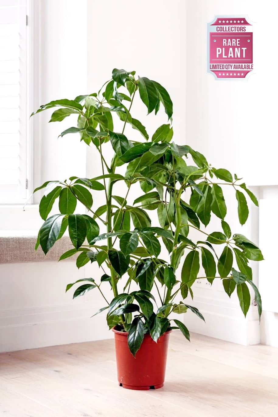 Australian Umbrella Tree (Schefflera Arboricola)