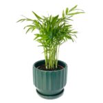 Bamboo Palm Mini (Chamaedorea Elegans)
