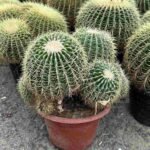 Barrel Cactus (Cereus Hildmannianus)