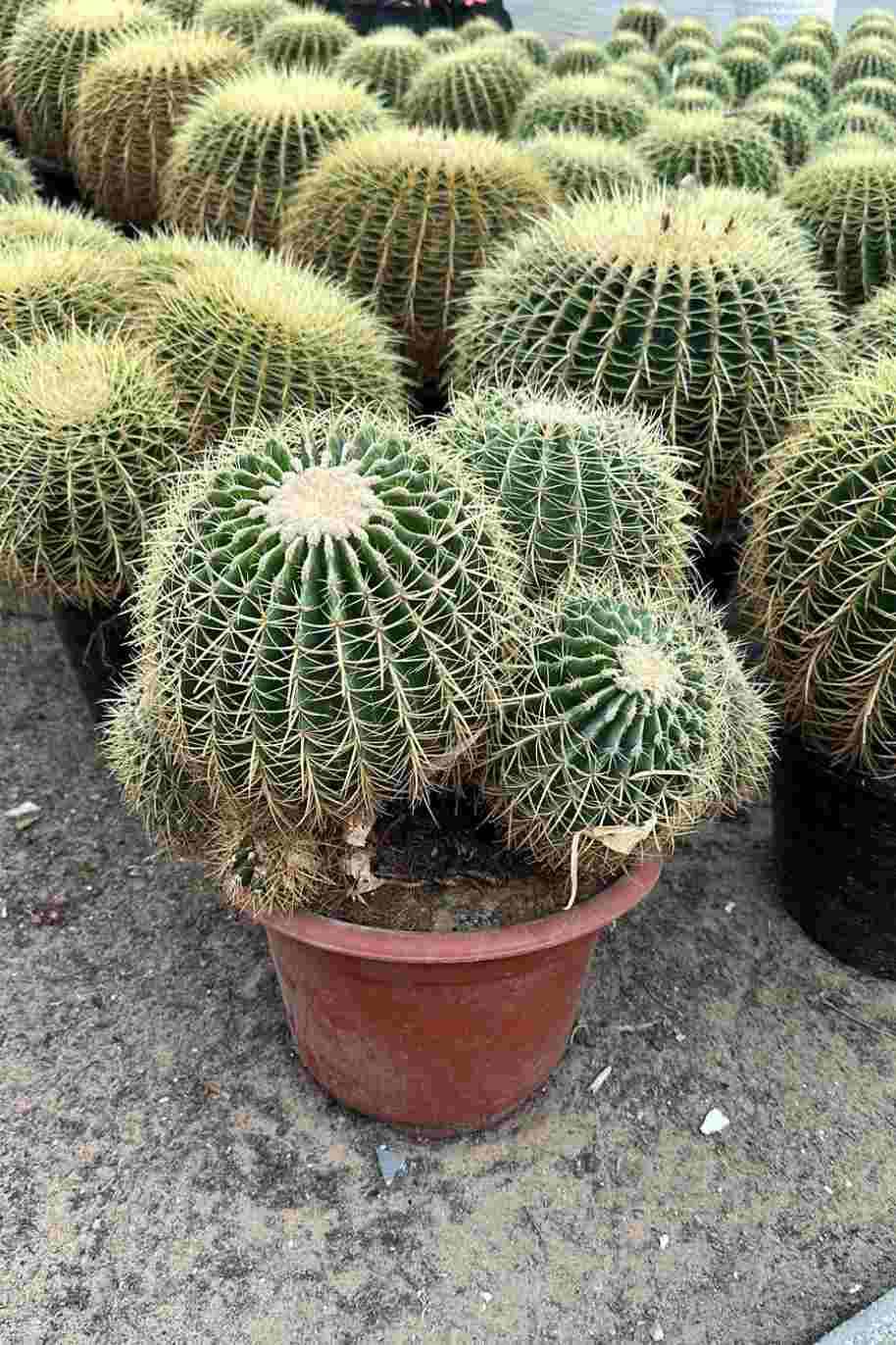 Barrel Cactus (Cereus Hildmannianus)