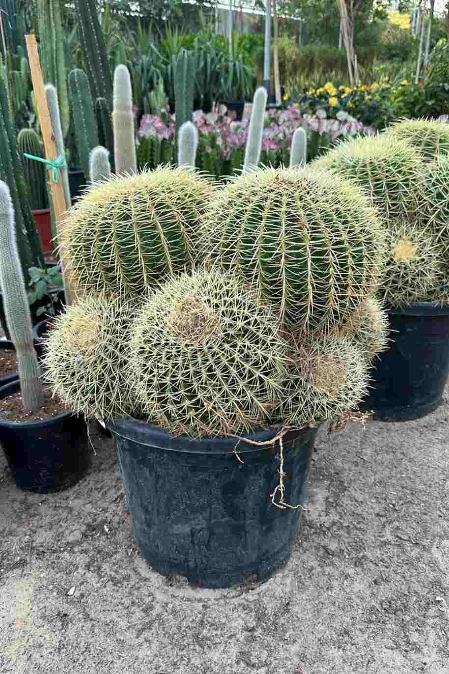 Barrel Cactus (Cereus Hildmannianus) - Image 2