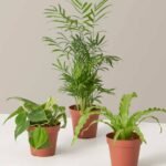 Beginners Plant Combo Set (PS Combo Set)