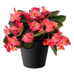 Begonia Benariensis