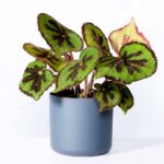 Begonia Masoniana (Begonia)