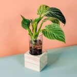 Birkin Cubo (PS Decor)