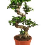 Ficus Bonsai S-Shaped