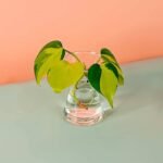 Philodendron Brazil Cuttings (PS Decor)