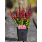 Calluna Vulgaris (Summer Heather)