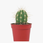 Cactus Mini