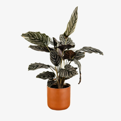 Calathea Sanderiana (Peacock Plant) - Image 3