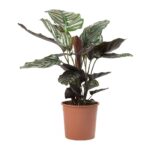 Calathea Sanderiana (Peacock Plant)