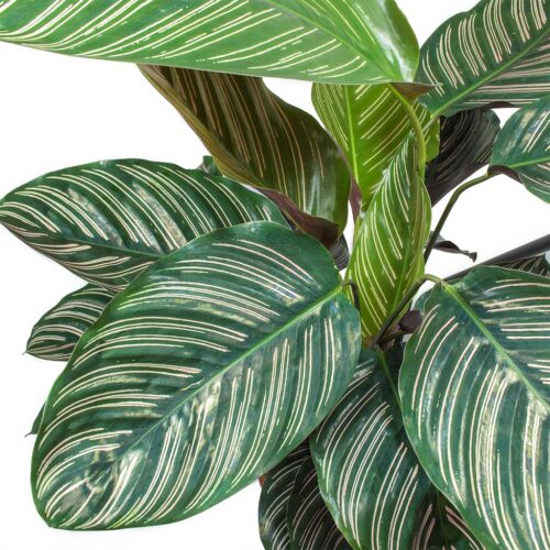 Calathea Sanderiana (Peacock Plant) - Image 2