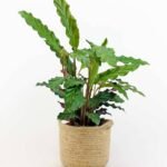 Calathea Rufibarba (Calathea Goeppertia Rufibarba)