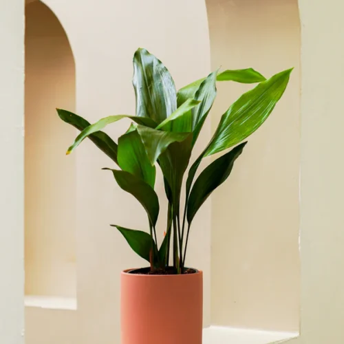 Cast Iron Plant - Aspidistra Elatior - Table Top Plant