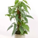 Pinnatum Cebu Blue (Philodendron)