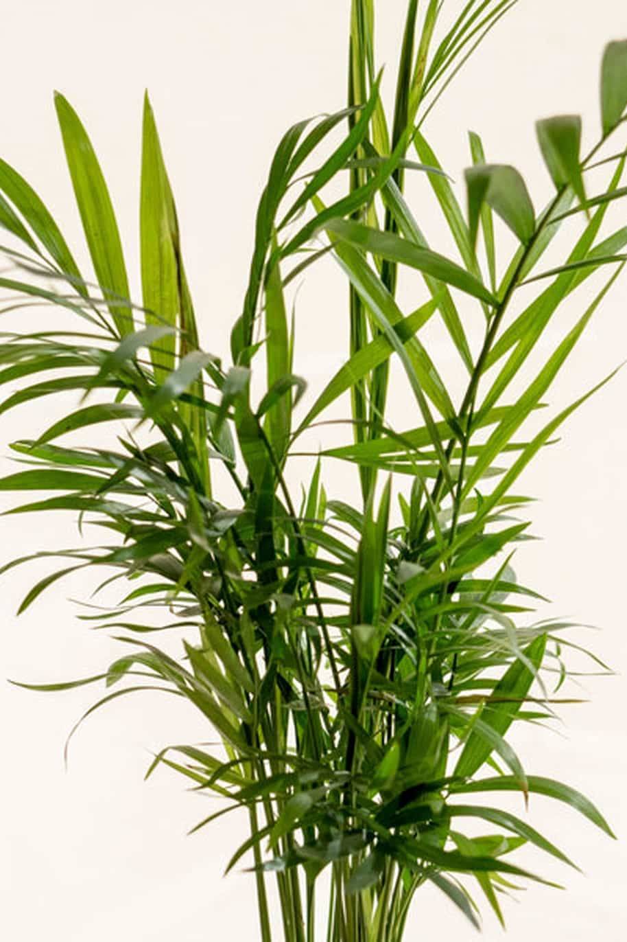 PS Cham Kokedama (PS Kokedama) - Image 2