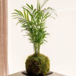 PS Cham Kokedama (PS Kokedama)