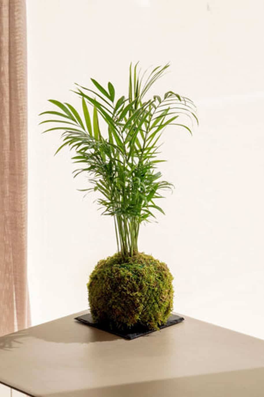 PS Cham Kokedama (PS Kokedama)