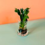 Christmas Cactus Cuttings