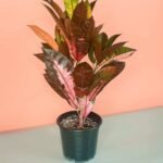 Codiaeum Variagatum Croton (Codiaeum Variegatum Excellent)