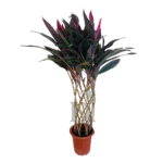 Cordyline Cage