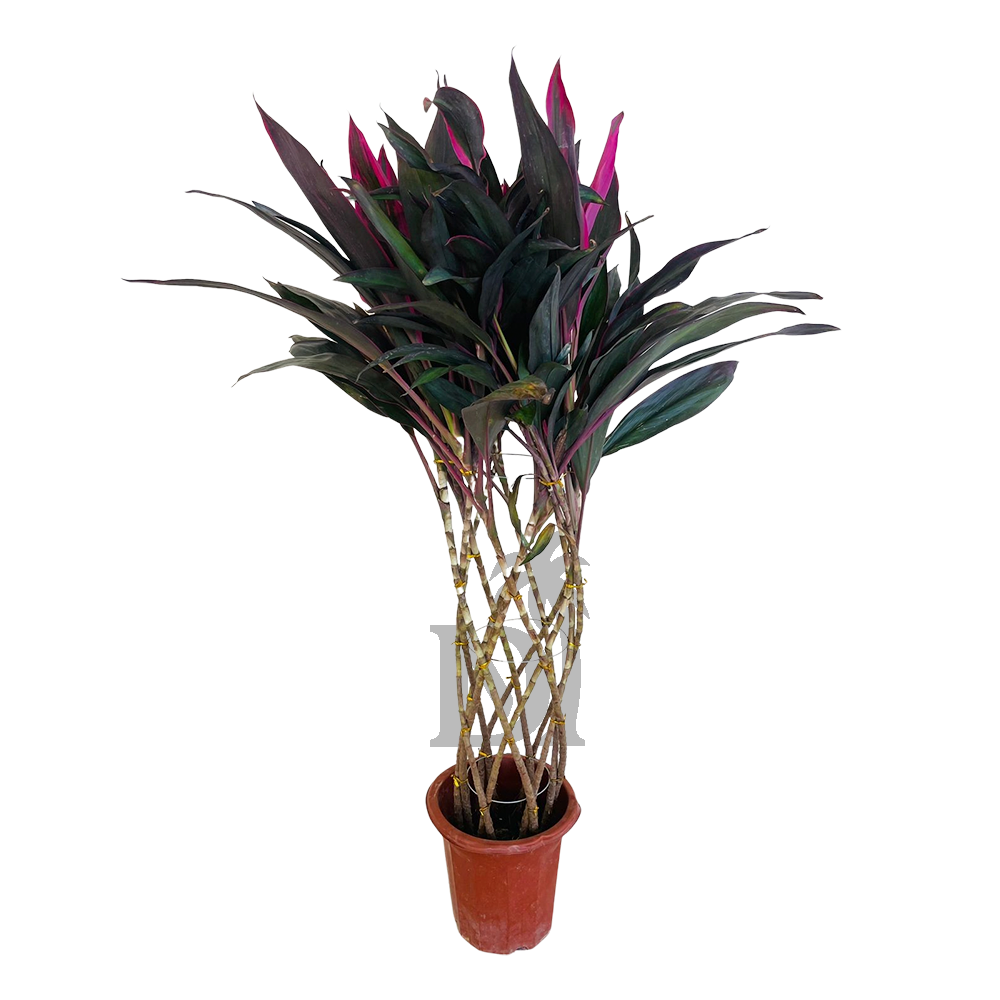 Cordyline Cage