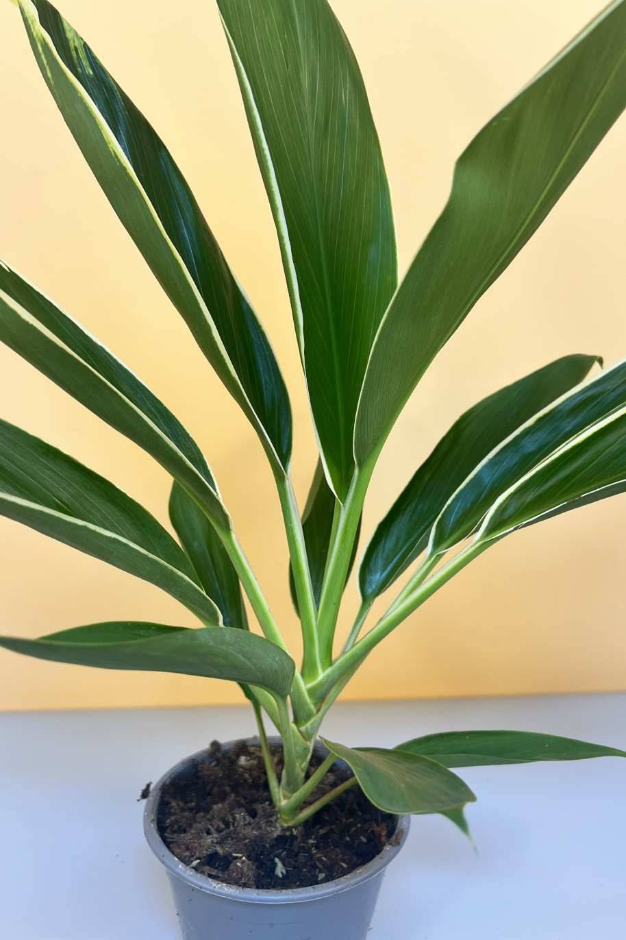 Cordyline Conga (Cordyline) - Image 2