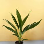 Cordyline Conga (Cordyline)