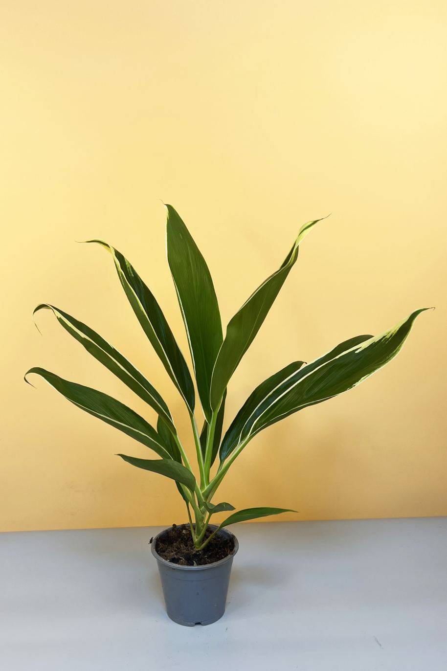 Cordyline Conga (Cordyline)