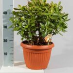 Crassula Magical Tree (Crassula Ovata)