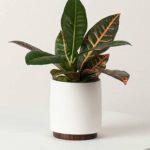 Croton Mini (Codiaeum Variegatum Excellent)