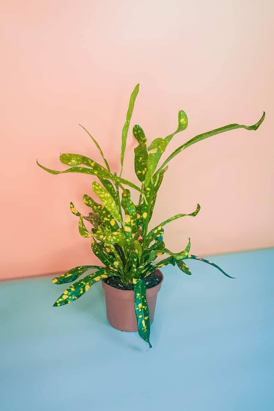 Croton Stardust Small (Codiaeum Variegatum Excellent)