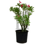 Adenium Obesum