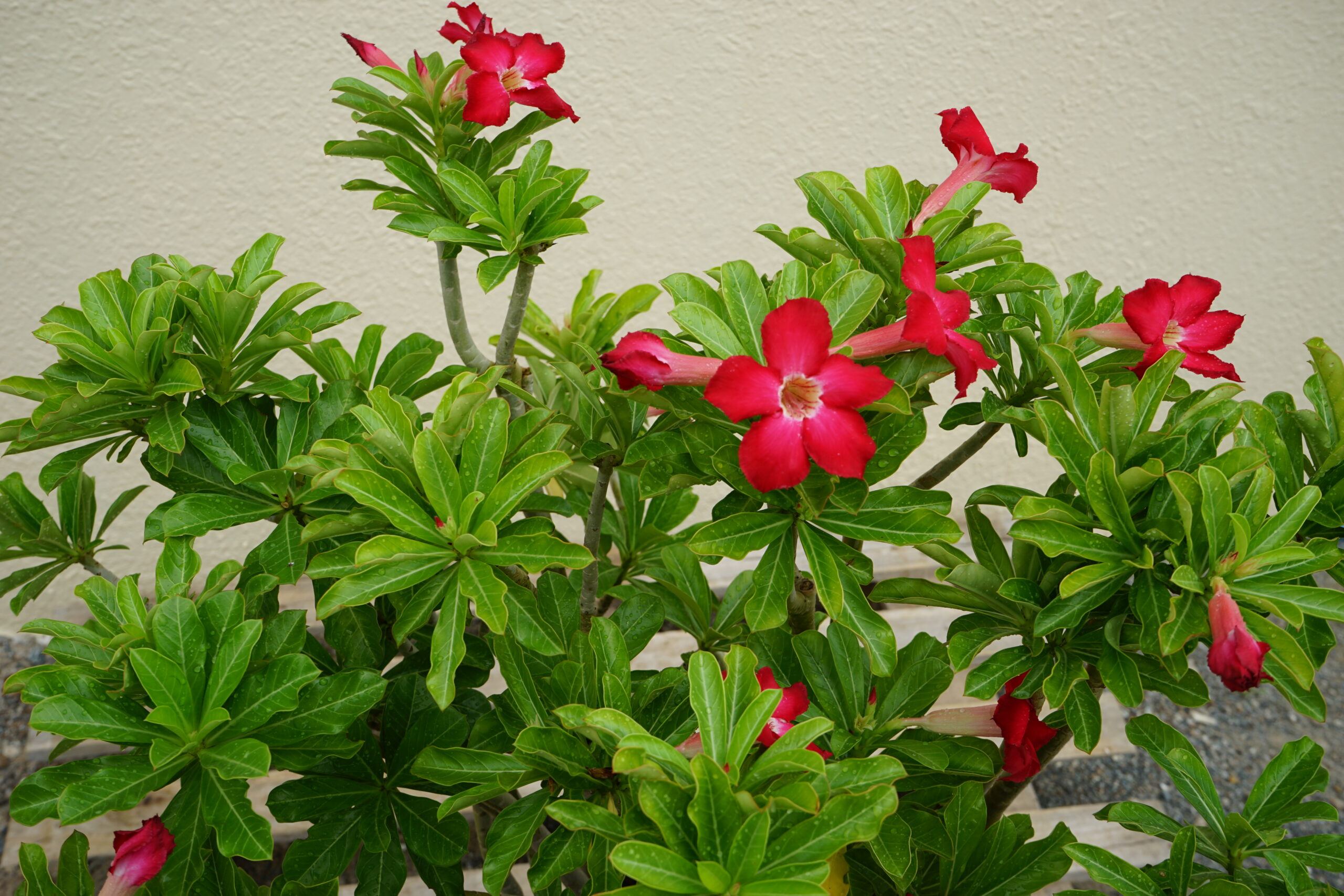 Adenium Obesum - Image 2