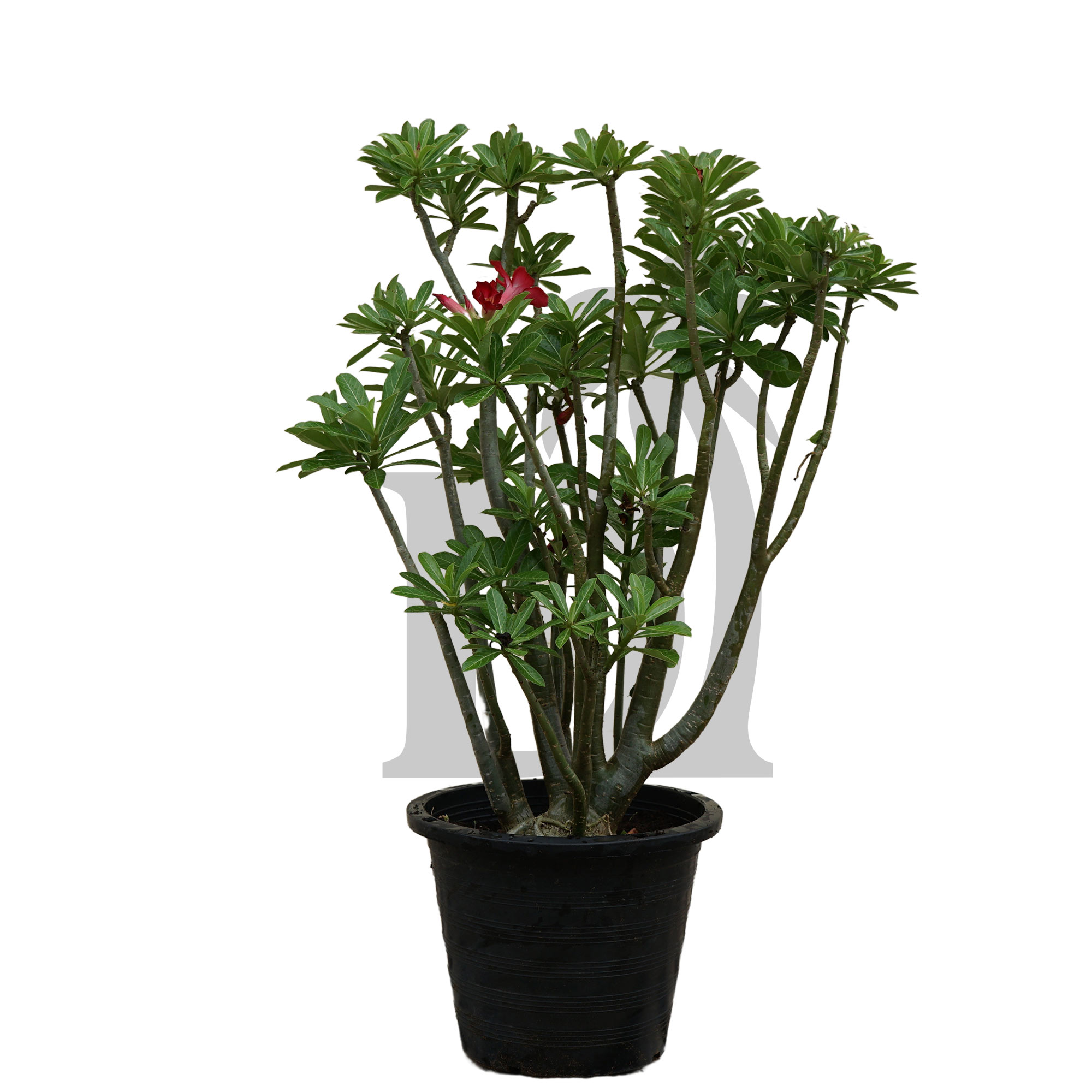 Adenium Obesum - Image 3