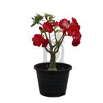 Adenium Obesum Grafted