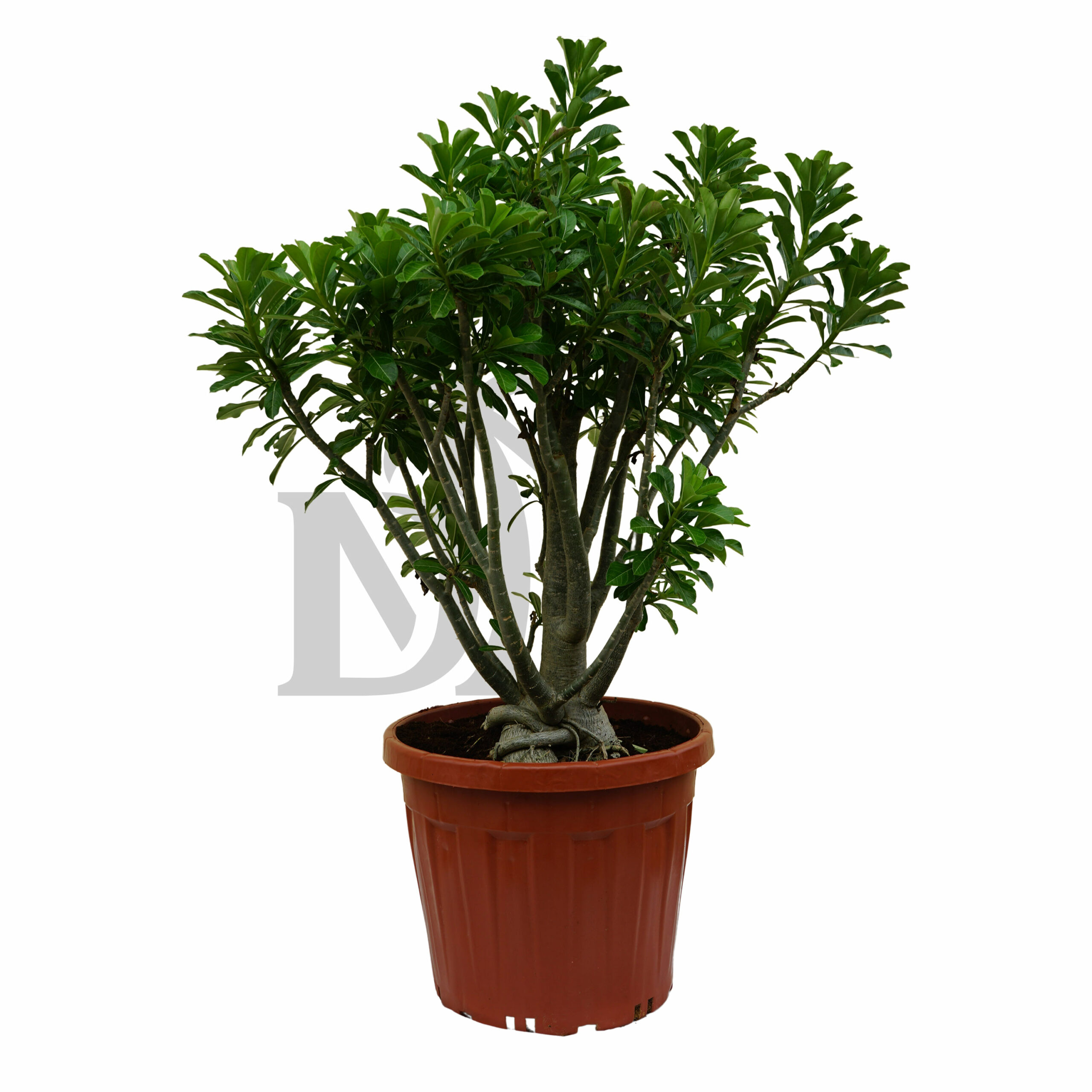 Adenium Obesum - Image 4