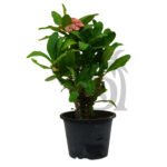 Cactus Euphorbia Milii