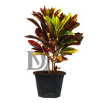 Croton Petra