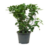 Ixora Coccinea (Red)