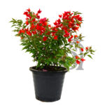 Bougainvillea Tomato Red