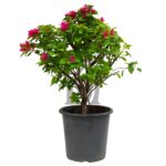 Bougainvillea Pink Pixie (Red/Pink/Yellow)