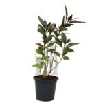 Pseuderanthemum