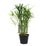 Cyperus Alternifolius