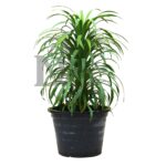 Yucca Desmetiana
